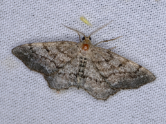 Hypagyrtis