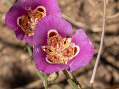 Calochortus venustus