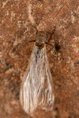 Plecoptera