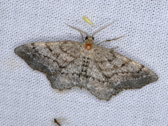 Hypagyrtis