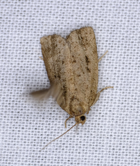 Choristoneura fumiferana