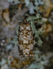 Choristoneura fumiferana