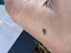 Pterostichus pumilus