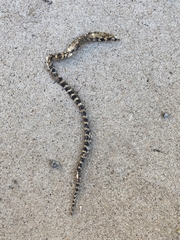 Lycodon liuchengchaoi