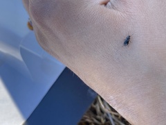 Pterostichus pumilus