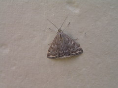 Loxostege munroealis
