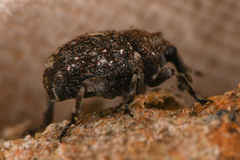Ceutorhynchinae