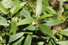 Myoporum acuminatum