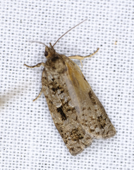 Choristoneura fumiferana