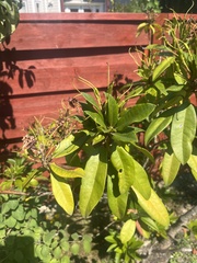 Rhododendron