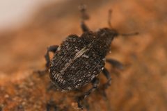 Ceutorhynchinae