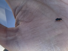 Pterostichus pumilus