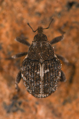 Ceutorhynchinae