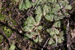 Riccia