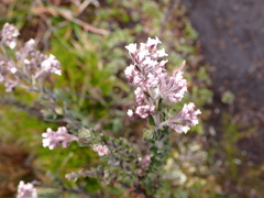 Valeriana microphylla