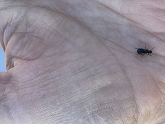 Pterostichus pumilus