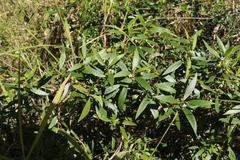 Myoporum acuminatum