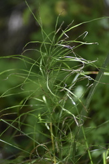Equisetum pratense