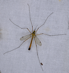 Nephrotoma