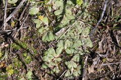 Riccia