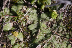 Riccia