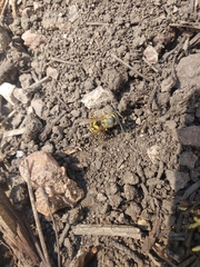 Vespula pensylvanica