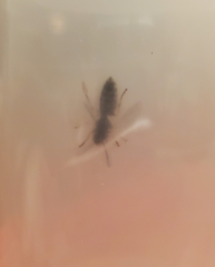 Vespula pensylvanica