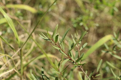 Denhamia cunninghamii