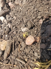 Vespula pensylvanica