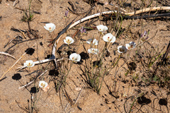 Calochortus venustus