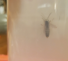 Vespula pensylvanica