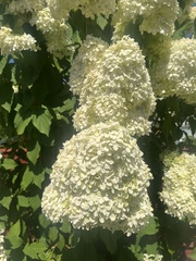 Hydrangea macrophylla
