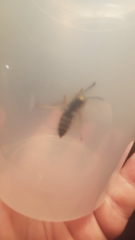 Vespula pensylvanica