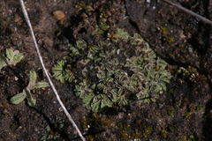 Riccia