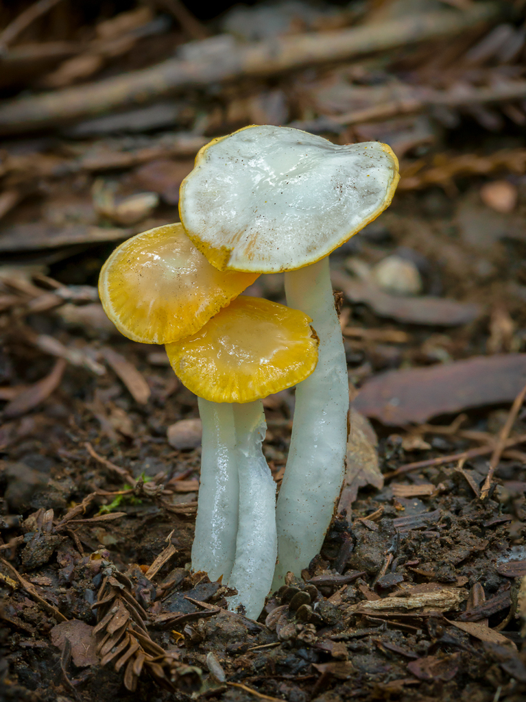 Golden-gilled Waxy Cap