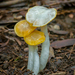 Golden-gilled Waxy Cap - Photo (c) Alison K Pollack, some rights reserved (CC BY-NC), uploaded by Alison K Pollack