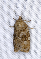 Choristoneura fumiferana