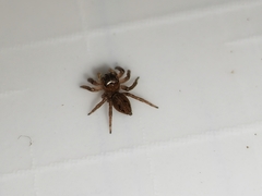 Hasarius adansoni