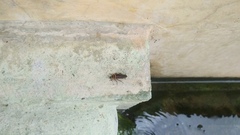 Stenomacra marginella