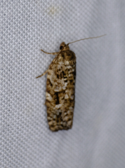 Choristoneura fumiferana