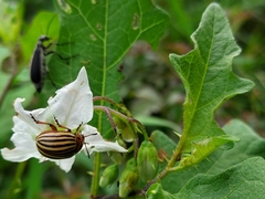 Leptinotarsa decemlineata