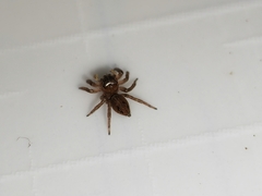 Hasarius adansoni