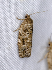 Choristoneura fumiferana