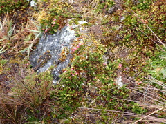 Disterigma empetrifolium