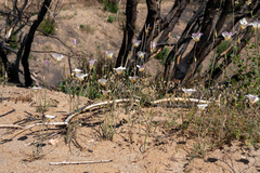 Calochortus venustus