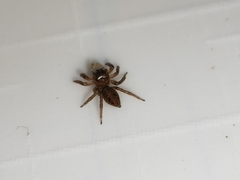Hasarius adansoni