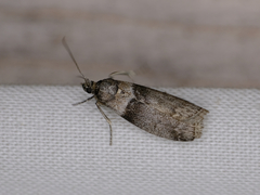 Acrobasis tricolorella