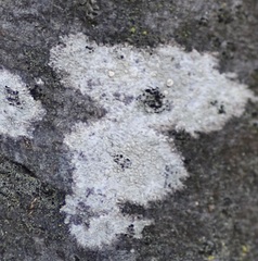 Lecanora hybocarpa