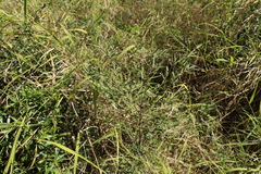 Denhamia cunninghamii