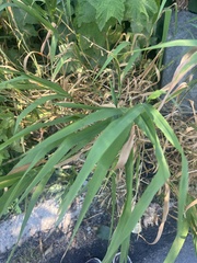 Setaria viridis
